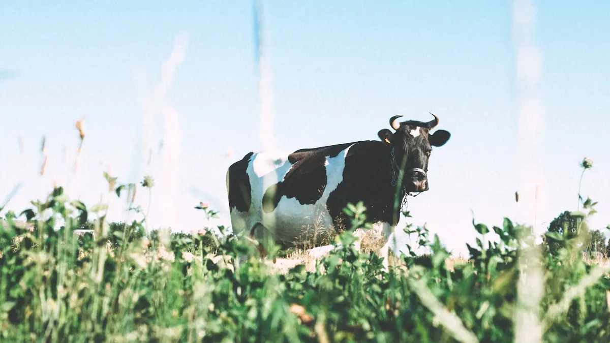 草原に佇む一頭の牛