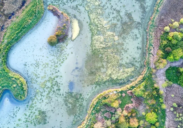 藻類が繁殖する川の俯瞰写真