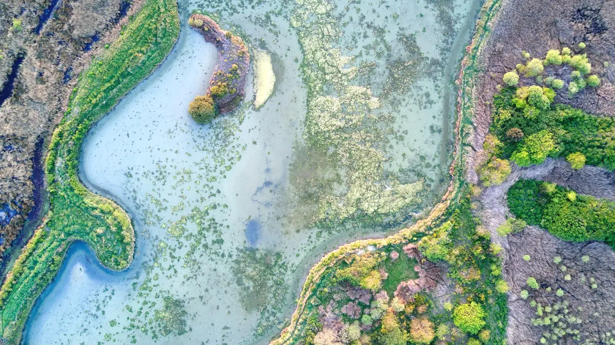藻類が繁殖する川の俯瞰写真