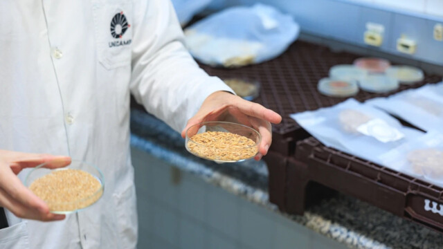 🇧🇷農業廃棄物を肉の香りを持った植物性原料に変換する発酵プロセスを開発　—ブラジル・Unicamp

-------------------------
ジャガイモ🥔の皮などを原料とした真菌の発酵によって、自然に香味成分を生成。

香料製造を効率化して、廃棄物を高付加価値の食品原料に変換できる可能性を示しました。

さらに栄養価の向上も実現し、代替肉にとどまらない広範な加工食品に応用できるとされています。

🔗記事本文は、プロフィールのリンクから

#代替プロテイン #代替タンパク質 #フードテック #植物性食品 #植物性タンパク質 #植物性たんぱく質 #代替肉 #農業廃棄物 #アップサイクル食品 #固体発酵 #微生物発酵