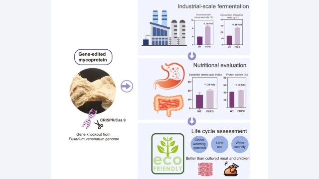 🇨🇳CRISPR-Cas9を用いて糸状菌株を改良し、生産スピード向上と環境負荷の低減に成功　—江南大学

-------------------------
#マイコプロテイン（代替肉の一種）の生産によく使われる糸状菌ですが、消化と資源効率がやや悪く、改善が課題であったとのこと。

中国・江南大学の研究チームは、2つの酵素遺伝子をノックアウト🧬✂️することで、これを解決しました。

また、ライフサイクル全体で見ると、鶏肉生産と比べて必要な土地面積を70％、淡水汚染のリスクを78％低減できると結論しています🔖

🔗記事本文は、プロフィールのリンクから

#代替プロテイン #代替タンパク質 #フードテック #代替肉 #菌糸 #菌糸体 #糸状菌 #フザリウム #バイオマス発酵 #遺伝子編集 #クリスパーキャス9 #ヴィーガンフード #ヴィーガン食品 #微生物発酵 #江南大学
