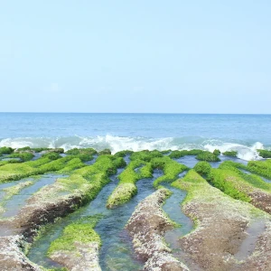 藻の繁殖した海岸