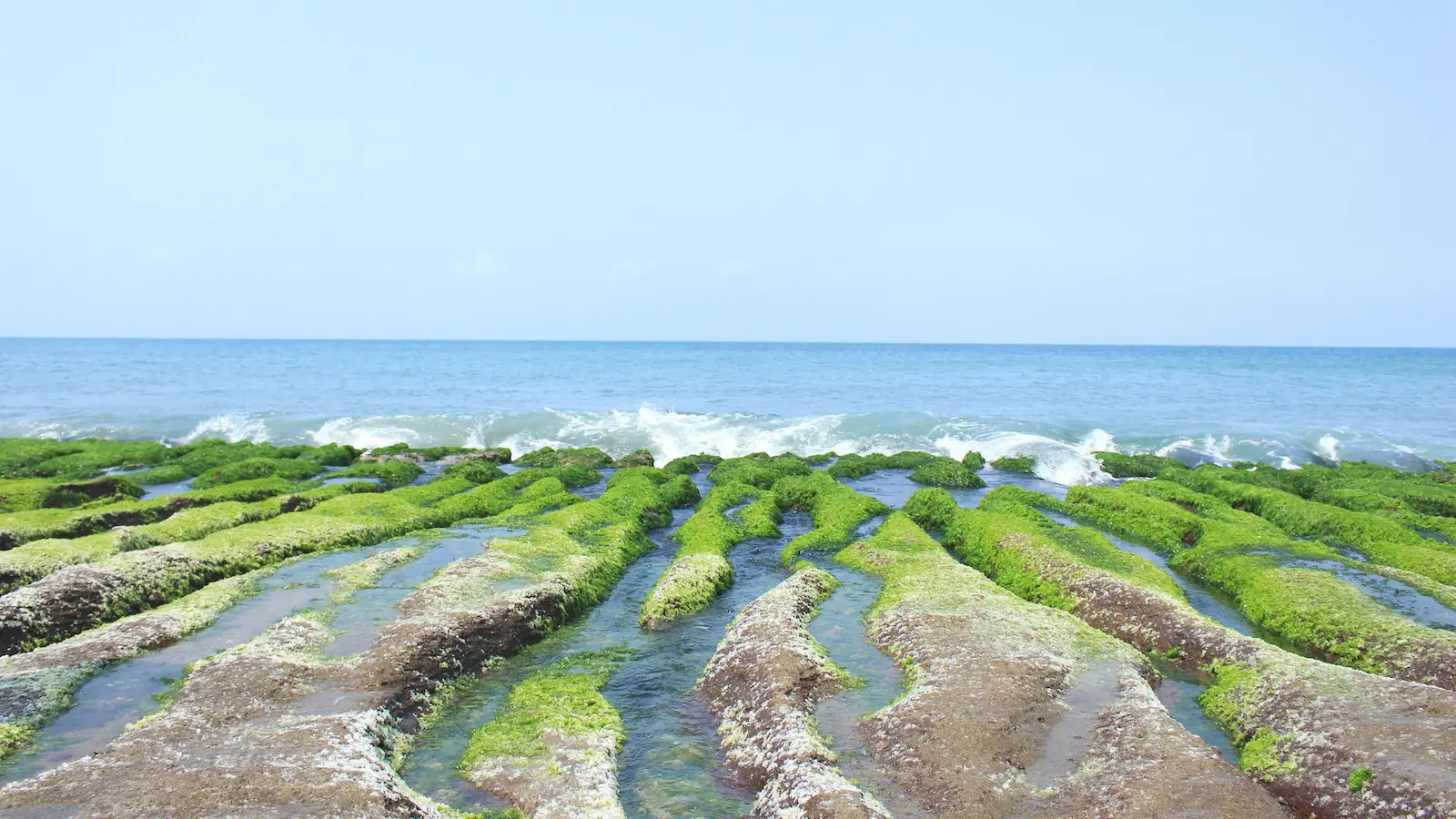 藻の繁殖した海岸