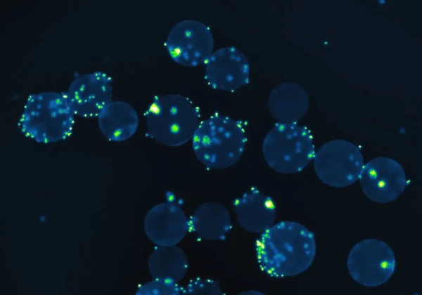 マイクロキャリアで培養される細胞