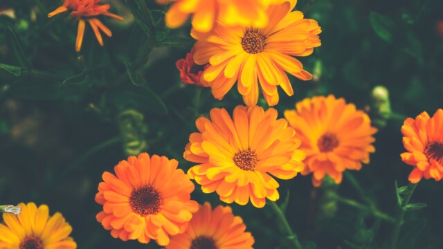 🇺🇸x🇮🇳マリーゴールドの花が有望なタンパク質原料となる可能性　—ジョージア大学＆インド工科大学研究

-------------------------
観賞用や食用、天然色素の原料として世界中で大規模に栽培されているマリーゴールド🌼ですが、廃棄になる部分も相当量に上っているとのこと。

研究チームはこの花に、大豆やエンドウ豆にも匹敵する十分な機能性タンパク質が含まれていると発見しました🔍

廃棄物から抽出したタンパク質を活用して、食品にうま味を加えたり、代替乳製品やサラダドレッシングの乳化剤として機能させたりできる可能性が示されています。

🔗記事本文は、プロフィールのリンクから

#代替プロテイン #代替タンパク質 #フードテック #植物性プロテイン #植物性タンパク質 #植物性たんぱく質 #植物性食品 #代替肉 #代替乳製品 #ヴィーガンフード #ヴィーガン食品 #アップサイクル食品 #乳化剤フリー #ポットマリーゴールド #食用キンセンカ #ジョージア大学 #インド工科大学