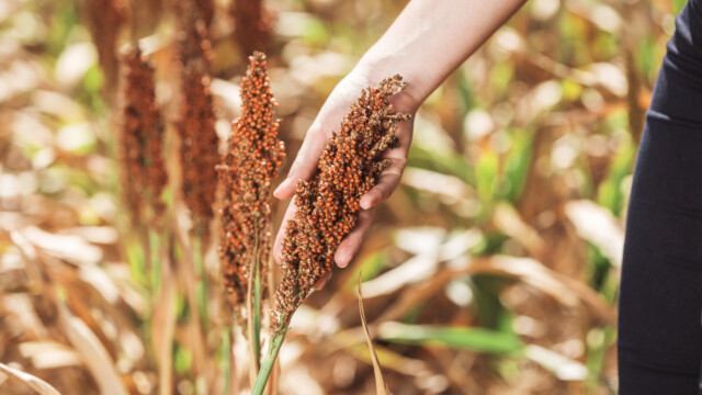 🇺🇸ソルガムきびのタンパク質をインクに用いて、3D食品プリントの最適化に成功　—米・アーカンソー大学

-------------------------
#ソルガム は干ばつに強いためさまざまな気候下で栽培でき、健康上の利点も評価されている穀物。

食品を3Dプリントする上では、製品の安定性を高める「疎水性（水をはじく能力）」が特に有用な性質だといいます💡

将来的に、食品業界・製薬業界の両方で活用できるようになる見込みです。

🔗記事本文は、プロフィールのリンクから

#代替プロテイン #代替タンパク質 #フードテック #植物性タンパク質 #植物性たんぱく質 #植物性食品 #ソルガムきび #ソルガムきび粉 #モロコシ #3dプリント #3dプリント食品 #3dプリンティング #3dフードプリンター #3Dフードプリンティング