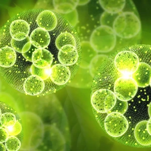 藻類細胞