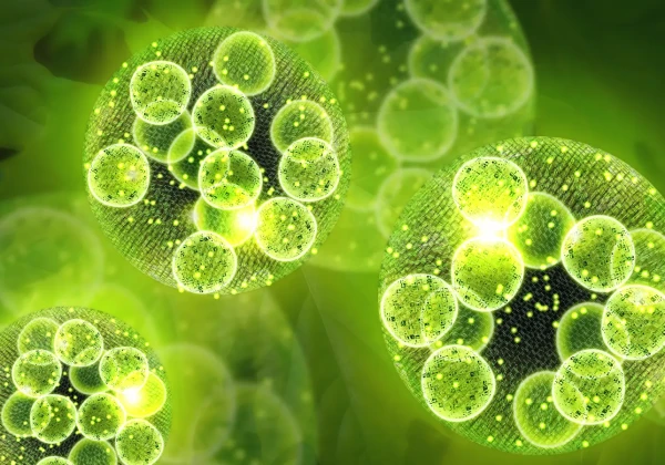 藻類細胞