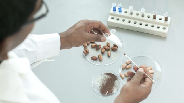 🇨🇭チョコレート供給の世界大手Barry Callebautが、培養カカオ技術の探求を目的としたパートナーシップを締結

-------------------------
カカオ価格の上昇を受けて販売量が減少する中、チューリッヒの大学と提携を実施🤝🎓

消費者に新たな選択肢を提供し、長期的な安定供給の確保を目指しています。

リンツやピュラトス、明治といった名だたる企業が培養カカオ🍫への関与を見せており、その最新の例となりました。

🔗記事本文は、プロフィールのリンクから

#細胞農業 #フードテック #カカオ栽培 #培養カカオ #培養チョコレート #サステナブルフード #代替チョコレート #細胞培養 #バリーカレボー