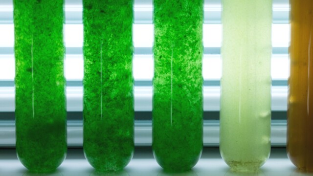🇪🇺廃棄物とCO₂から微細藻類タンパク質を得る「ALGANOVA」プロジェクト、EUから約10.6億円の投資を得て始動

-------------------------
すでに欧州で食用として認可されている微細藻類、クロレラとドナリエラを活用。

農業・水産業の副産物や産業活動で排出されたCO₂を栄養源に藻類を育て、タンパク質や機能性成分を得るプロジェクトです♻️

デジタルツインなどの最新技術💻を用いて、生産性の向上や環境負荷の低減を目指します。

🔗記事本文は、プロフィールのリンクから

#代替プロテイン #代替タンパク質 #フードテック #機能性食品 #クロレラ #ドナリエラ #微細藻類 #デジタルツイン #バイオリファイナリー #バイオエコノミー #循環型経済 #サーキュラーエコノミー #アップサイクル食品 #微生物発酵