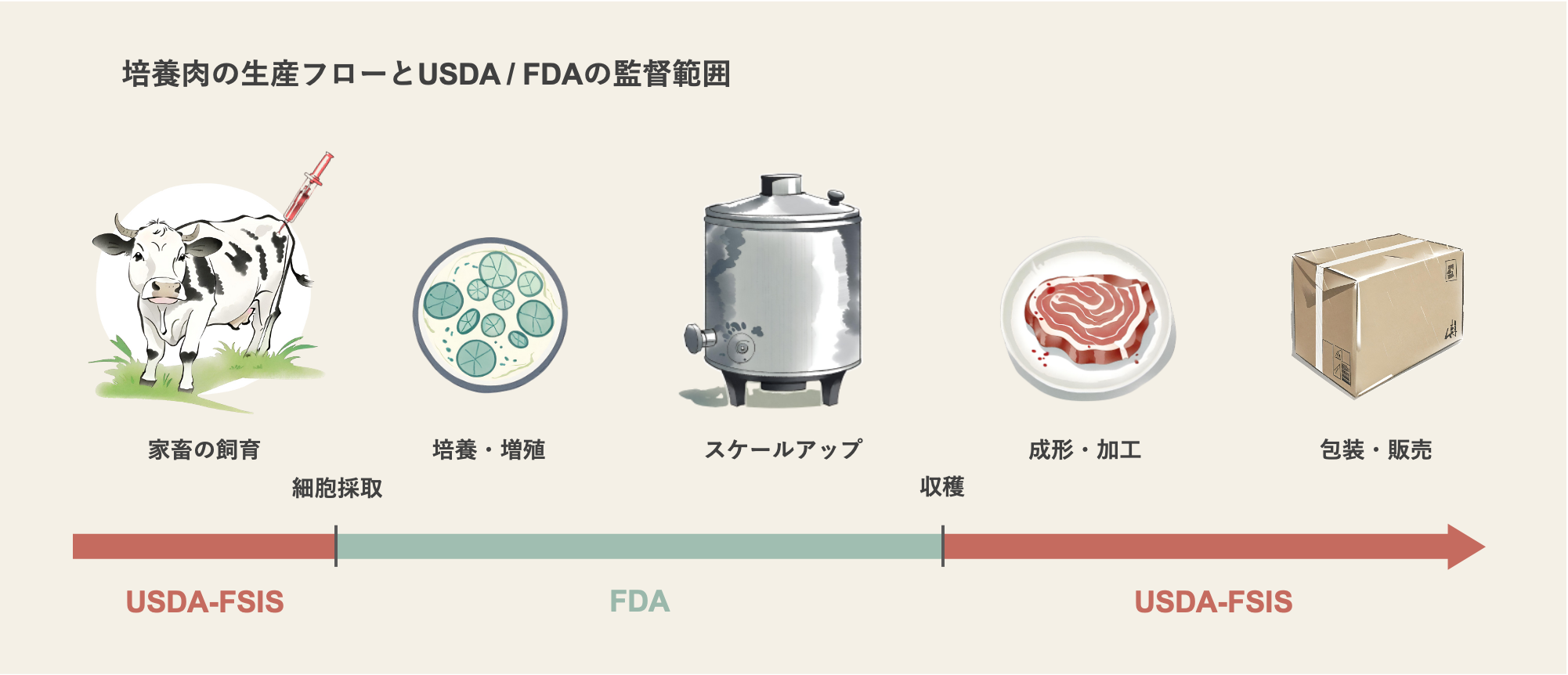 培養肉の生産フローとUSDA/FDAの監督範囲