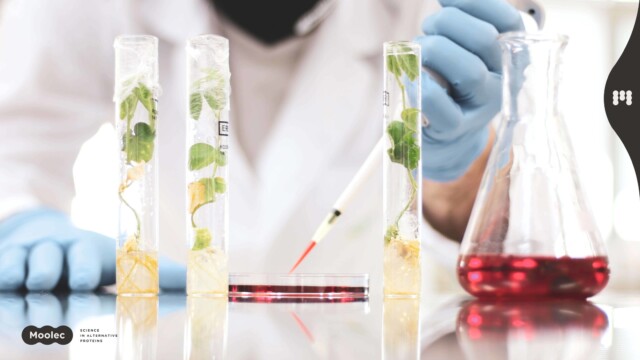 🇱🇺🇬🇧Moolec Scienceがエンドウ豆の種子からウシミオグロビンを生産、分子農業の画期的な成果に

-------------------------
#分子農業 の技術を用いて、遺伝子操作を施したエンドウ豆🫛の種子を栽培。

鉄分を豊富に含むミオグロビンを、初めて植物内部で発現させることに成功しました🧫

今後米国食品医薬品局（FDA）の認可を取得すれば、商品化も可能です。

🔗記事本文は、プロフィールのリンクから

#代替プロテイン #代替タンパク質 #フードテック #ミオグロビン #ヘムタンパク質 #バイオものづくり #バイオテクノロジー