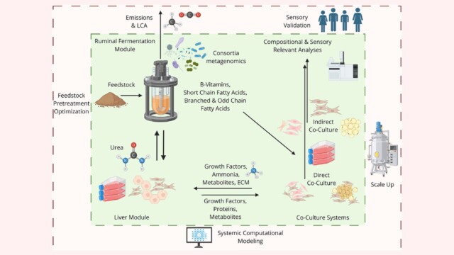 🇺🇸培養肉の品質向上に向け、多臓器系を模したバイオリアクターの可能性を探る　—テキサスA&M大学レビュー

-------------------------
培養肉が従来の肉の品質に匹敵するためには、体内の複数の器官の相互作用を再現する必要があると指摘。

複数種の細胞を一緒に培養🧫する「共培養」や、ウシなどが持つ第1胃の微生物に由来する代謝産物の利用などについて検討しました。

また、各器官を模したユニットからなる、モジュール式バイオリアクターの設計案を示しています💡

🔗記事本文は、プロフィールのリンクから

#細胞農業 #代替プロテイン #代替タンパク質 #フードテック #細胞性食品 #培養肉 #培養肉開発 #培養肉生産 #培養肉の生産技術 #バイオリアクター #細胞培養