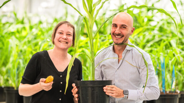 🇧🇪AIを活用して気候変動に強い作物を開発するRainbow Crops、ビル・ゲイツの財団から約11.1億円の助成金を獲得

-------------------------
AIを使って、ゲノム編集🧬✂️の有望な組み合わせを効率的に予測する技術を開発。

気候変動に強い高収量作物をもたらす「#精密育種」の開発期間を短縮し、リスクや負担を軽減しました。

世界の主要作物であり食料安全保障においても重要な、トウモロコシ🌽、ソルガム（モロコシ）、米🌾を最初のターゲットに設定しています。

🔗記事本文は、プロフィールのリンクから

#フードテック #アグリテック #バイオテクノロジー #ゲノム編集 #ゲノム編集食品 #気候変動対策 #食料安全保障 #ビルゲイツ #ビルゲイツ財団