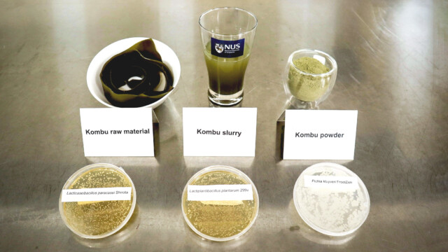 🇸🇬昆布の共発酵により、バナナと洋梨風味のプロバイオティクス含有スーパーフードを生産　—シンガポール国立大学

-------------------------
日本人にとってはなじみ深い昆布ですが、臭みが強いため欧米などではあまり好まれず、また栄養素の吸収率が高くないという問題もありました。

本研究では、酵素処理によって昆布の栄養素吸収率を高めつつ、乳酸菌と酵母で同時に発酵させて香りを向上👃🍐

この手法では#プロバイオティクス の増殖と生存を促進できるほか、γ-アミノ酪酸（GABA）の濃度上昇が認められました。

高い機能性を持ち、海藻サプリメントや植物性食品の原料になると期待されています。

🔗記事本文は、プロフィールのリンクから

#代替プロテイン #代替タンパク質 #フードテック #酵素処理 #γアミノ酪酸 #共発酵 #海藻サプリメント #機能性食品 #藻類 #マコンブ #微生物発酵 #シンガポール国立大学