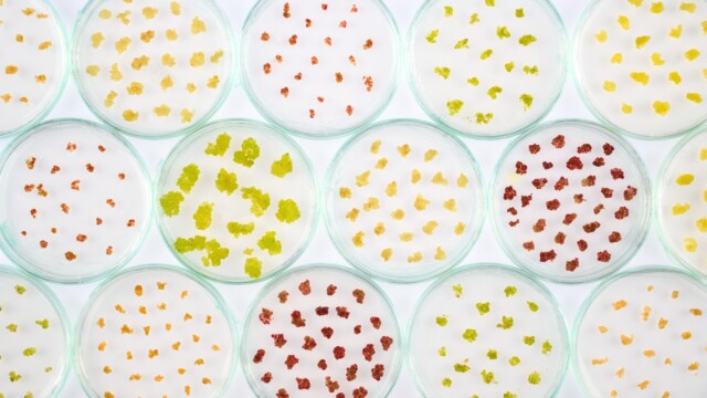 🇳🇿ニュージーランドのForever Harvestが1億円超を調達、細胞培養技術で果物・ナッツの安定生産を目指す

-------------------------
植物細胞の培養は、最小限の土地と水しか使わず、農薬や肥料も必要ないのが強み。

気候条件にも依存しない安定した原料生産が可能になると期待されています🌱🍎

近年の事例としては、フィンランドやイタリアの政府系機関でも同様の取り組みが見られます。

🔗記事本文は、プロフィールのリンクから

#細胞農業 #代替プロテイン #代替タンパク質 #フードテック #バイオものづくり #植物細胞 #気候変動対策 #細胞培養