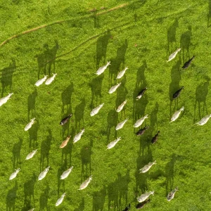 牧草地の牛