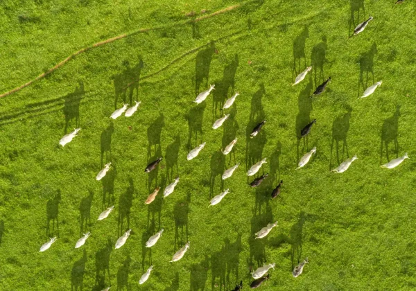 牧草地の牛