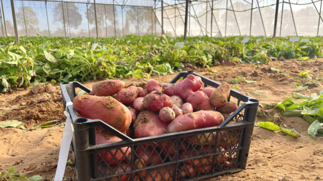 🇮🇱分子農業スタートアップのPoLoPo、スナック業界向けに高タンパク質のジャガイモを供給する戦略へ転換

-------------------------
当初はジャガイモで卵タンパク質🥚を作り出すアプローチを採っていましたが、戦略的転換を決断。

同じ技術を用いて、ジャガイモ🥔が本来含有するタンパク質量を、最大3倍にまで高めることに成功しました。

米国で急成長するプロテインスナックに狙いを定め🎯、早期の市場投入を目指します。

🔗記事本文は、プロフィールのリンクから

#細胞農業 #代替プロテイン #代替タンパク質 #フードテック #分子農業 #持続可能な農業 #プロテインスナック #高タンパクスナック