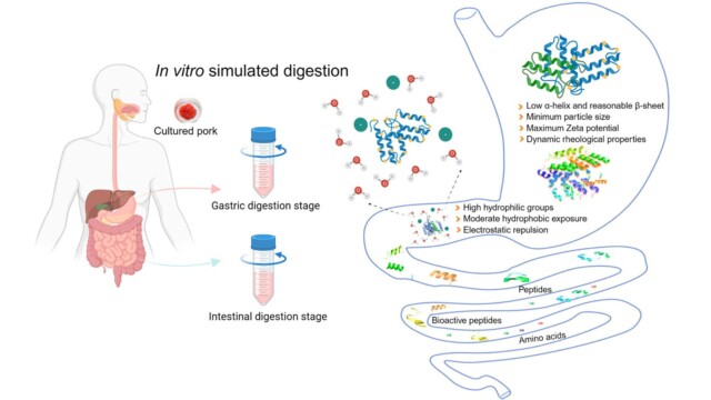 🇨🇳培養肉のタンパク質で、ほかの動物性・植物性タンパク質と比べて高い消化吸収率を確認　—南京農業大学

-------------------------
in vitro（試験管内🧪）の消化モデルを用いて、ペプチドや必須アミノ酸の放出量を分析。

豚肉や卵、大豆など従来のタンパク質と比較して、培養肉のタンパク質は体内での消化に優れ、生体利用率が高いことが示されました。

実際の人体でどういう風な挙動を見せるかの検証は必要ですが、これまでにあまりなかった知見が得られています🔬💡

🔗記事本文は、プロフィールのリンクから

#細胞農業 #代替プロテイン #代替タンパク質 #フードテック #細胞性食品 #培養肉 #培養肉開発 #生理活性ペプチド #必須アミノ酸 #生体利用率 #バイオアベイラビリティ #細胞培養