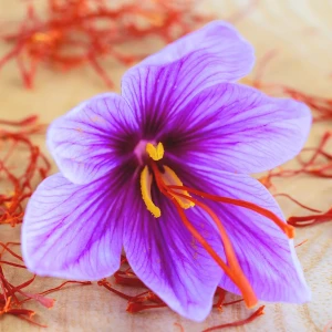 サフランの花