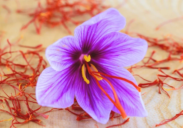 サフランの花