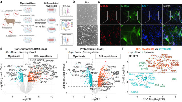 🇨🇭チューリッヒ工科大学の研究チーム、培地の改良で太い筋繊維を持つ培養牛肉の開発に成功

-------------------------
筋細胞への分化を促すという3つの分子を培地🧫に追加。

従来の肉の構造を再現するだけでなく、同じ遺伝子とタンパク質組成を持たせ、筋肉の収縮も再現することに成功しました🐂🥩

スイスではまだ培養肉の販売は認められていませんが、将来の市場化に向けてスピンアウト企業の立ち上げも検討されています。

🔗記事本文は、プロフィールのリンクから

#細胞農業 #代替プロテイン #代替タンパク質 #フードテック #培養肉 #培養肉開発 #培養肉生産 #培養肉の生産技術 #筋繊維 #筋細胞 #細胞培養 #チューリッヒ工科大学