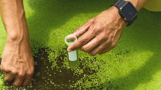 🇺🇸米Plantible Foods、水生植物レムナに由来するルビスコタンパク質のFDA認可を取得

-------------------------
温室で栽培されたレムナ（#アオウキクサ）の葉に豊富に存在するルビスコタンパク質を抽出して活用。

高い機能性を持ち、ベーカリー製品🍞の卵白や、植物性代替肉🥩に結着剤として使われるメチルセルロースの代替となります。

メーカーは味や食感に妥協せず、持続可能性とコスト効率の改善が見込めます。

🔗記事本文は、プロフィールのリンクから

#代替プロテイン #代替タンパク質 #フードテック #植物性プロテイン #植物性タンパク質 #植物性たんぱく質 #植物性食品 #植物性代替肉 #代替肉 #レムナ #ルビスコ #メチルセルロース #完全タンパク質 #ヴィーガンフード #ヴィーガン食品