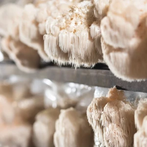 菌糸体の栽培施設