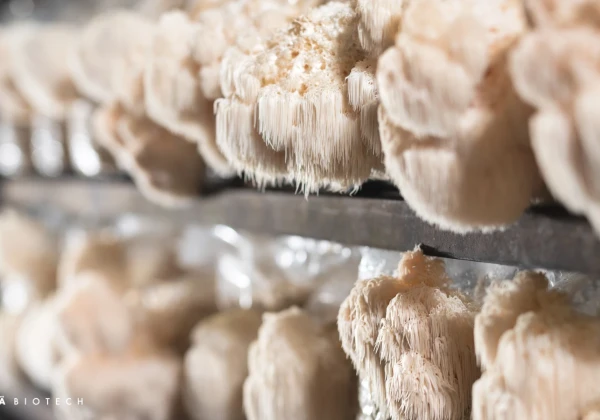 菌糸体の栽培施設