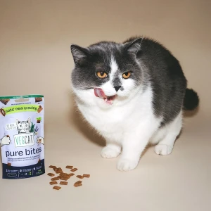 猫とキャットフード