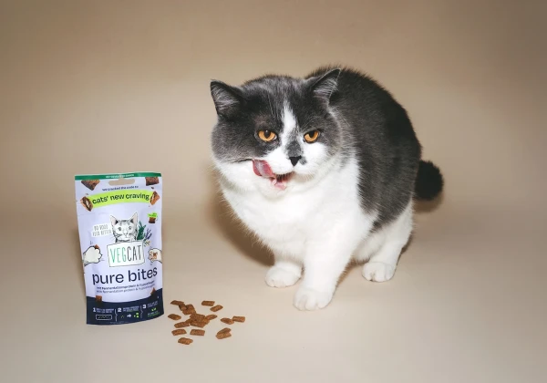 猫とキャットフード