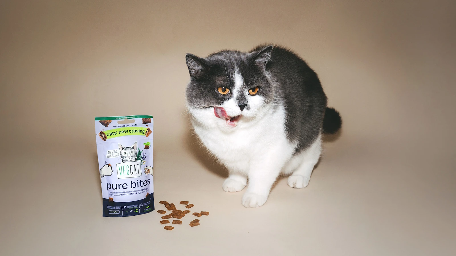 猫とキャットフード