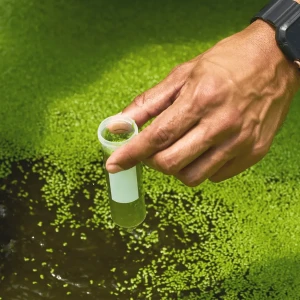 ウキクサ栽培の様子