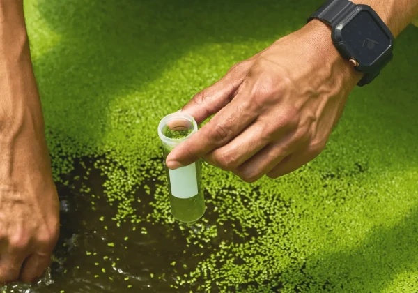 ウキクサ栽培の様子