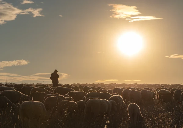 羊飼いと羊の群れ
