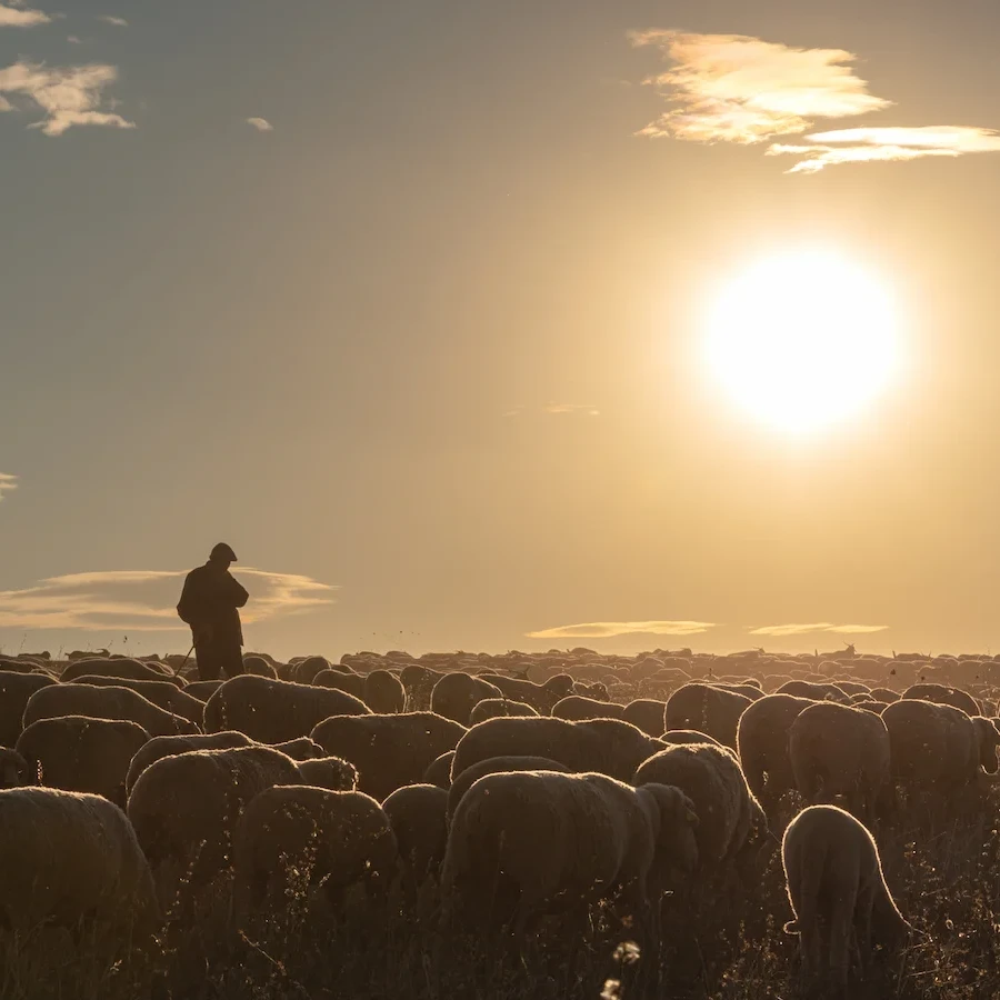 羊飼いと羊の群れ