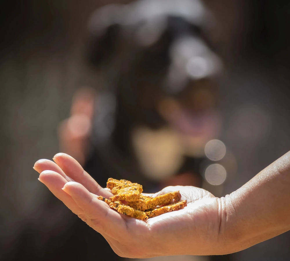 ドッグフードと犬