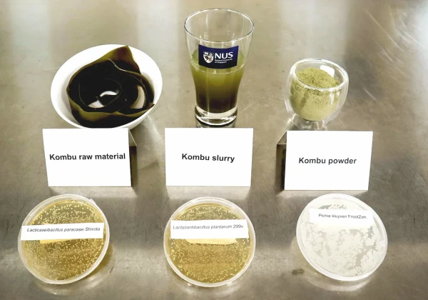 シャーレの培養物