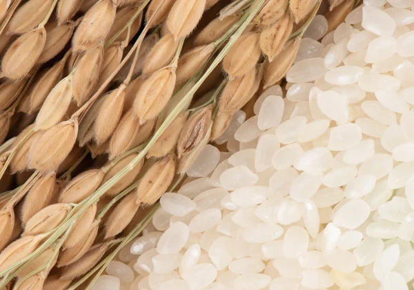 稲と白米