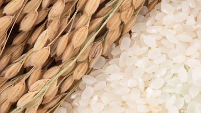 🇺🇸精米時の副産物を活用して高タンパクの植物性チーズを開発　—米・アーカンソー大学

-------------------------
精米工程🍚で発生する米ぬかや砕米といった副産物を、チーズの配合に組み込んだ場合の機能特性を調査。

植物性チーズはタンパク質を全く含まない場合も多い中、約12％のタンパク質を含む試作品🌾🧀が完成しました。

副産物の活用により、循環型経済の実現に貢献するほか、米農家にとっては新たな売り先を開拓できる可能性があります。

🔗記事本文は、プロフィールのリンクから

#代替プロテイン #代替タンパク質 #植物性プロテイン #植物性タンパク質 #植物性たんぱく質 #植物性食品 #植物性チーズ #代替チーズ #ヴィーガンチーズ #ヴィーガンフード #ヴィーガン食品 #米タンパク質 #米ぬか #アップサイクル #循環型経済 #アーカンソー大学