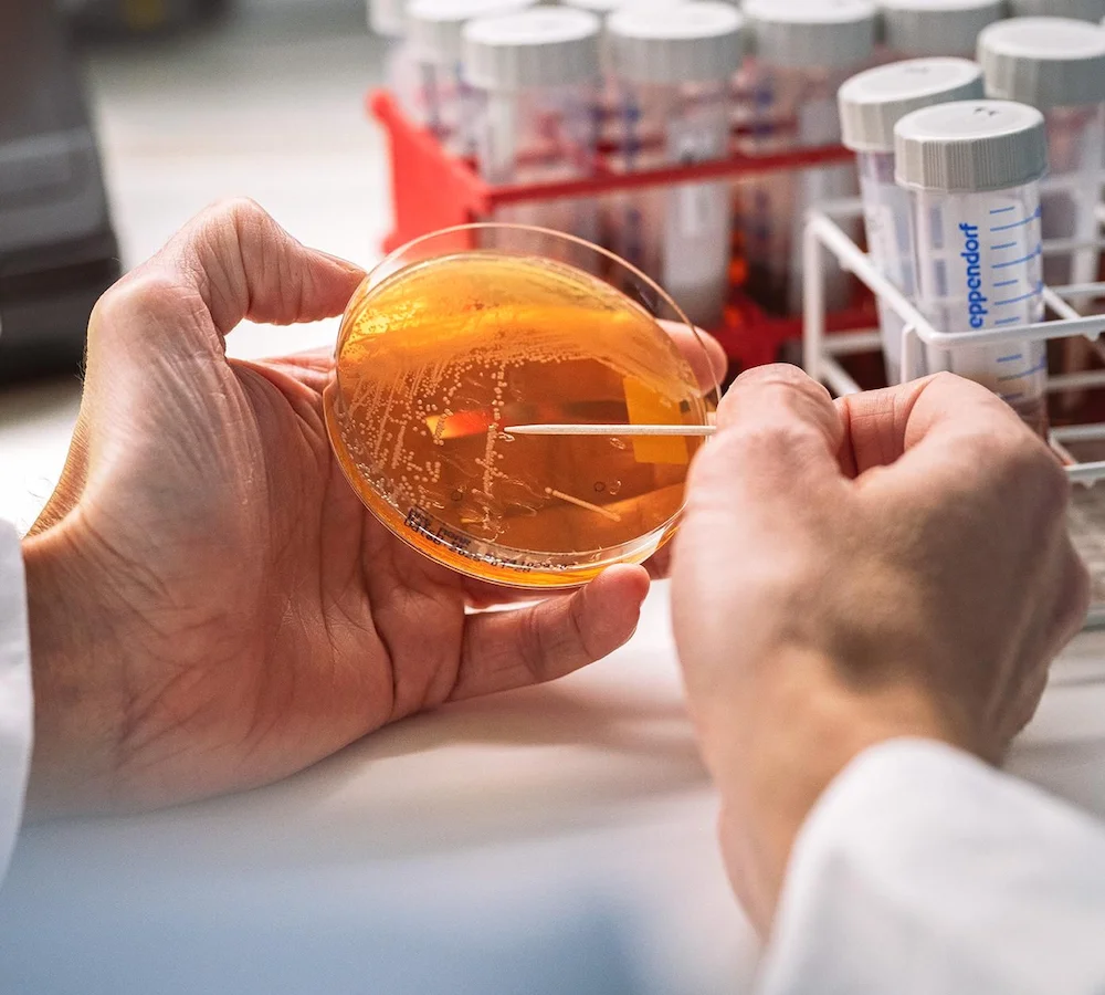 実験される微生物