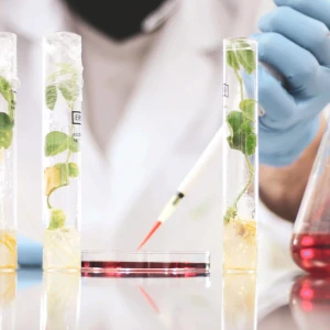 試験管で培養中の植物