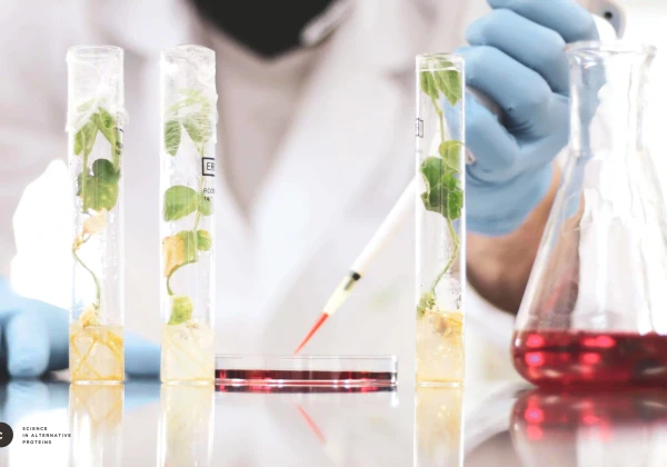 試験管で培養中の植物