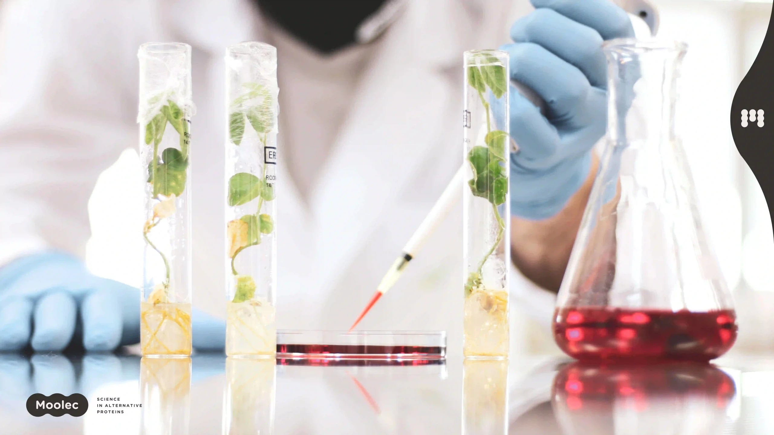 試験管で培養中の植物