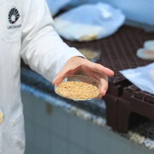 シャーレを持つ研究者