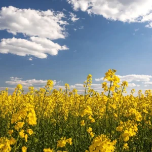 菜の花畑